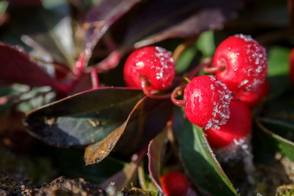 Winter-Garten